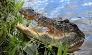 A close up of an alligator with its mouth open