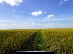 Path through vast grassy field under sky.