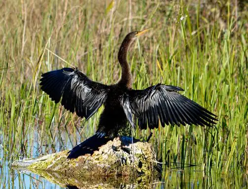 Everglades the river of grass adventures