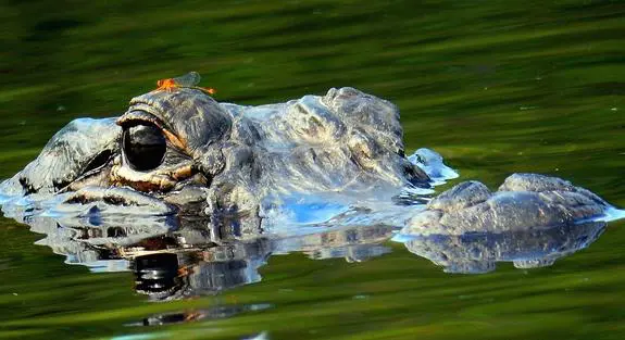 Everglades the river of grass adventures