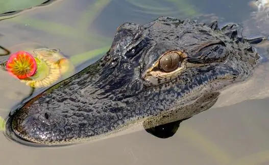 Everglades the river of grass adventures