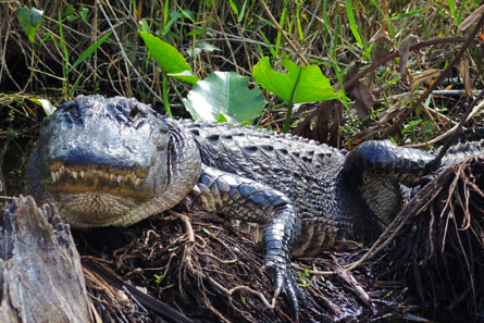 Everglades the river of grass adventures