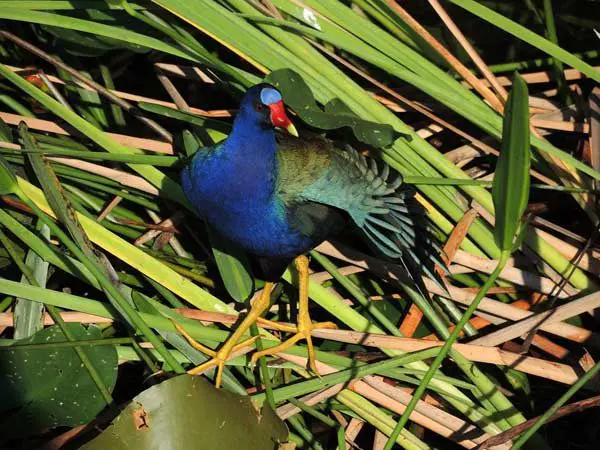 Everglades the river of grass adventures