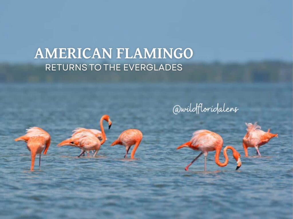 Flamingo returns to the Everglades