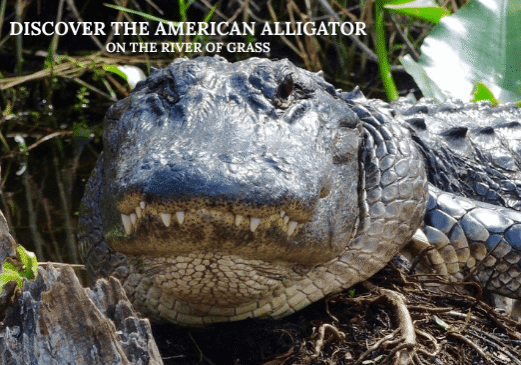 DISCOVER THE AMERICAN ALLIGATOR