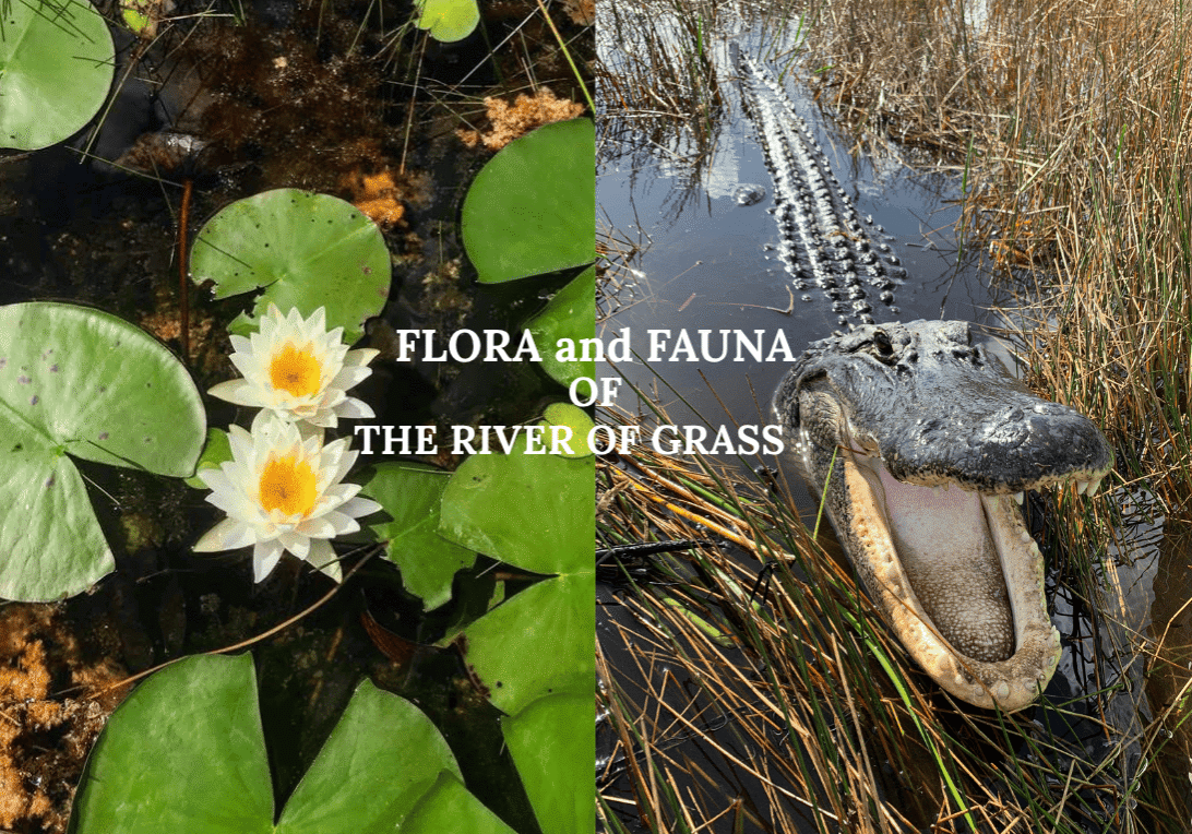 FLORA and FAUNA