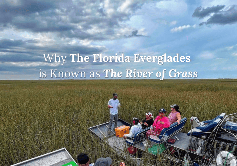 Why The Everglades is Known as The River of Grass (2)